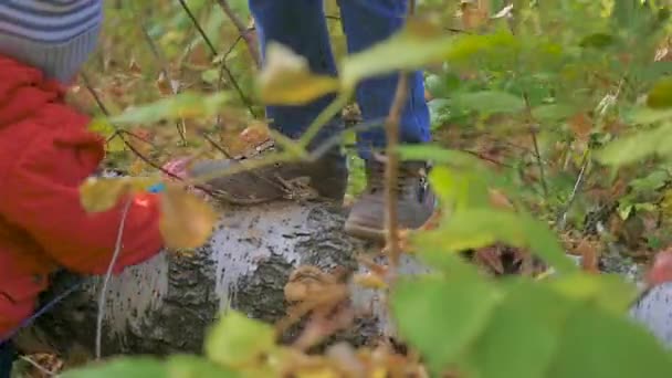 Niños juegan diversión cerca del árbol caído en el parque — Vídeo de stock