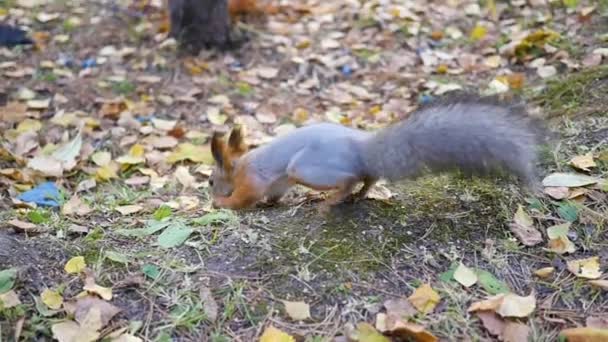 Beautiful squirrel running in the Park — Stock Video