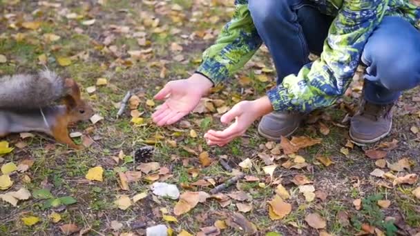 Child squirrel feeding from hand in the park — Stock Video