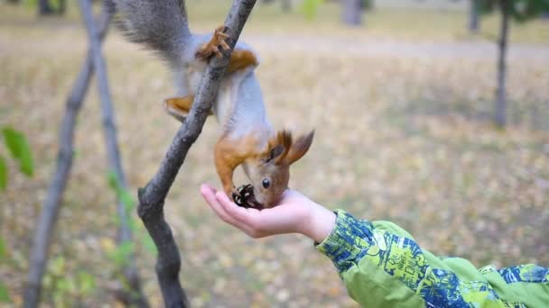Child squirrel feeding from hand in the park — Stock Video