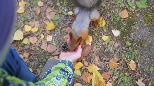 Enfant écureuil alimentation de la main dans le parc — Video