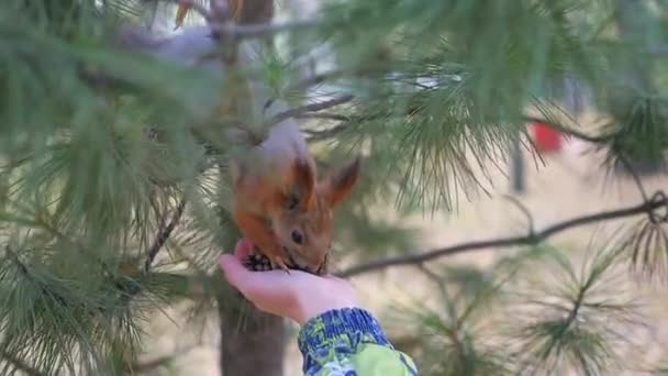 Niño ardilla alimentación de la mano en el parque — Vídeo de stock