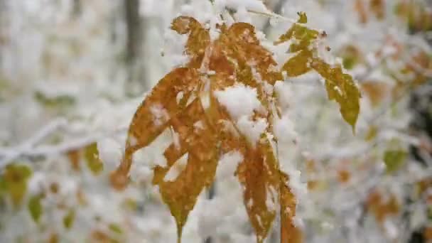 Hó esik, a hóval borított ágai a parkban, slowmotion — Stock videók