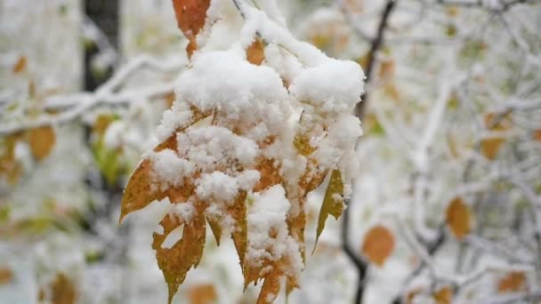 Hösten trädgren täckt med snö i park närbild — Stockvideo