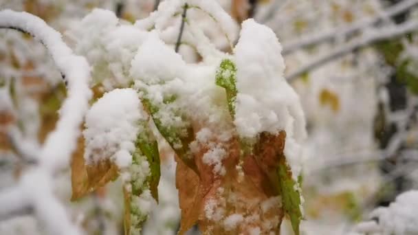 Snön faller från snötäckta grenar i parken i slowmotion — Stockvideo