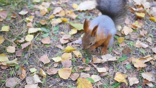 Belo esquilo comendo nozes no parque — Vídeo de Stock