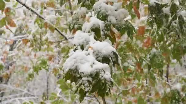 Snön faller från snötäckta grenar i parken i slowmotion — Stockvideo