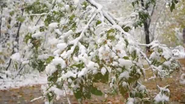 Neve cai de ramos cobertos de neve no parque em câmara lenta — Vídeo de Stock