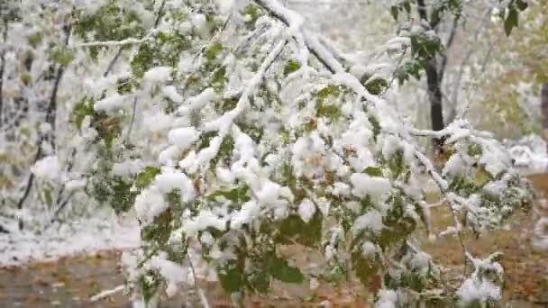 chutes de neige des branches couvertes de neige dans le parc au ralenti 