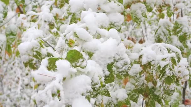 スローモーションの公園で雪に覆われた枝から雪が降ってください。 — ストック動画