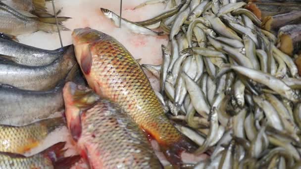 Pesce fresco è sul bancone in un supermercato — Video Stock