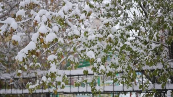 Sneeuw valt uit sneeuw bedekte takken in het park — Stockvideo