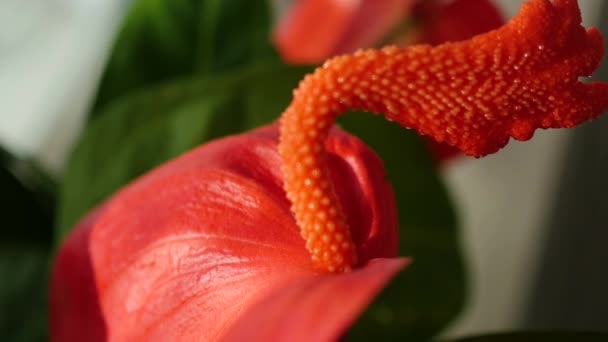 belle fleur rouge Anthurium macro 