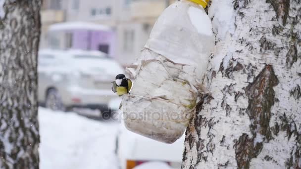 鳥シジュウカラは冬季積雪の中の送り装置から食べる — ストック動画
