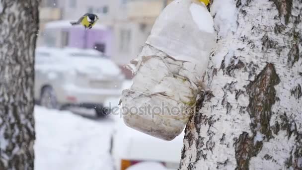 Aves titmouse comer de los alimentadores en el invierno en la nevada — Vídeos de Stock