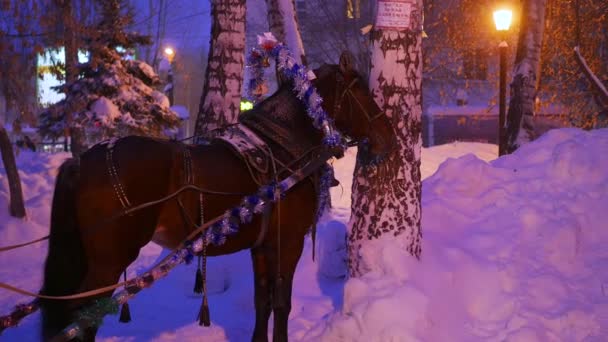 Лошадь в вечернем парке в снегопад — стоковое видео