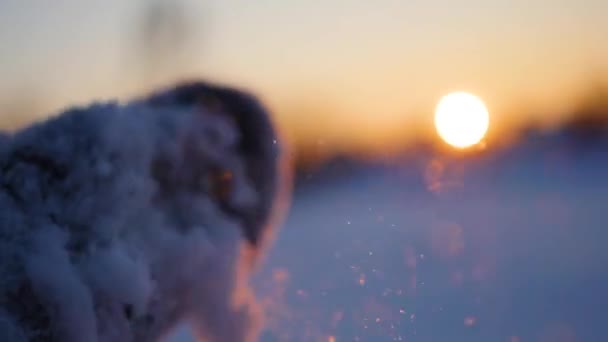 Meisje blaast sneeuw met handen op zonsondergang achtergrond close-up in bokeh — Stockvideo