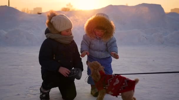 Kinder spielen im Winter bei Sonnenuntergang mit einem Hund — Stockvideo