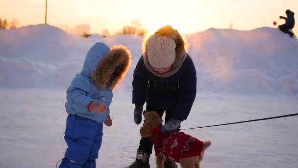 Gün batımında kışın bir köpekle oynamayı çocuk — Stok video