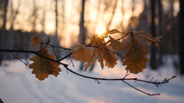 Droge eikenbladeren op de boom in de winterlandschap bij zonsondergang — Stockvideo