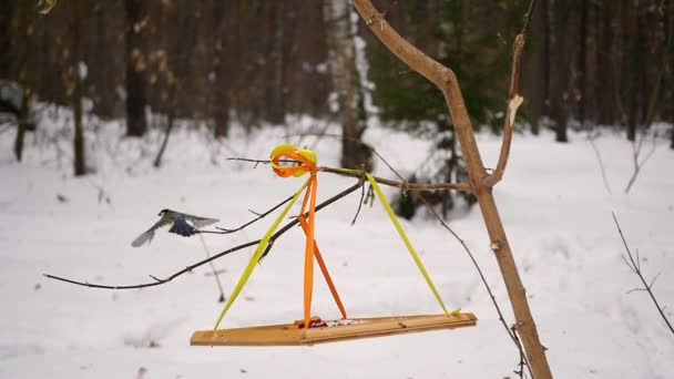 冬の送り装置から食べる鳥シジュウカラ — ストック動画
