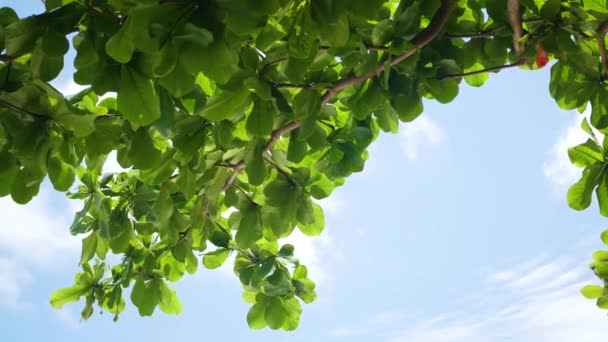绿色的树上的叶子在蓝蓝的天空背景上在阳光灿烂的日子 — 图库视频影像