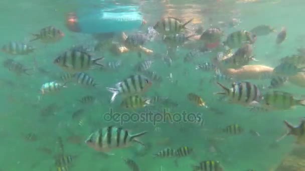 Kinderen baden in de zee met vis. Duiken in maskers — Stockvideo