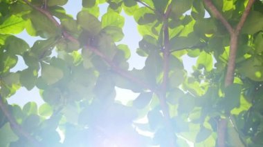 parlak güneş ışığı ve bitki örtüsü ile kırma parlayan