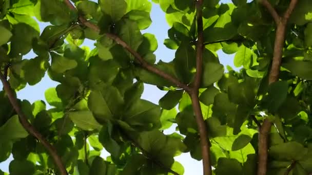 Ragyogó napfény besütött a fák, áttörve a lombozat — Stock videók