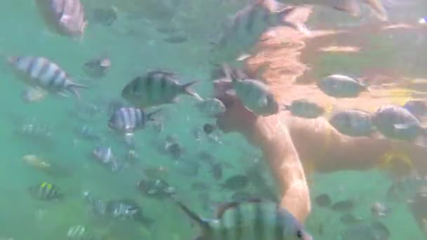 Chica bañarse en el mar con peces. Buceo en Máscaras — Vídeos de Stock