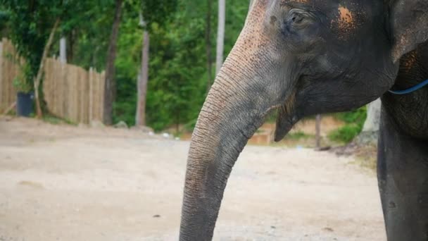 Un éléphant mange des bananes en gros plan. PHANGAN, THAÏLANDE — Video