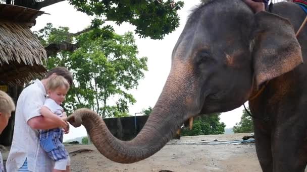 Семья гладит слона и кормит его бананами. ФАНГАН, Таиланд — стоковое видео