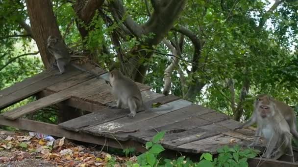 Дикие обезьяны прыгают через деревья в тропическом лесу. ФАНГАН, Таиланд — стоковое видео
