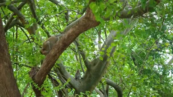 Wilde apen springen door de bomen in het regenwoud. Phangan, Thailand — Stockvideo