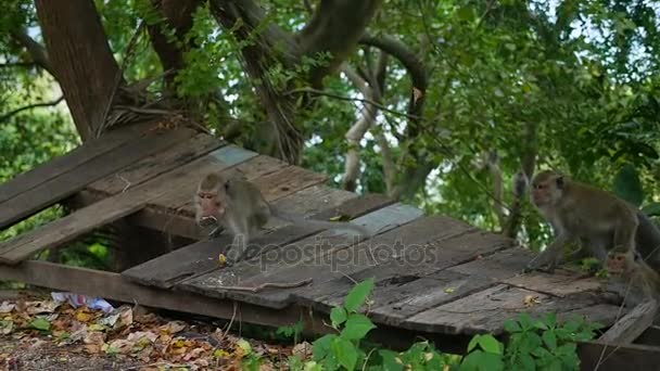 Des singes sauvages sautant à travers les arbres de la forêt tropicale. PHANGAN, THAÏLANDE 