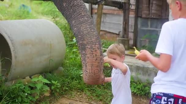 Niños alimentando a los plátanos elefantes — Vídeos de Stock