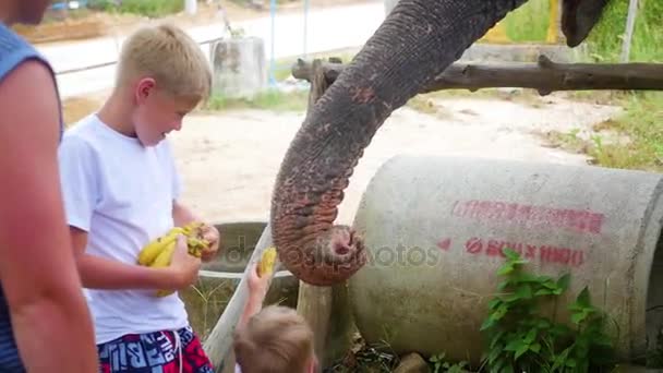 Дети кормят слонов бананами — стоковое видео