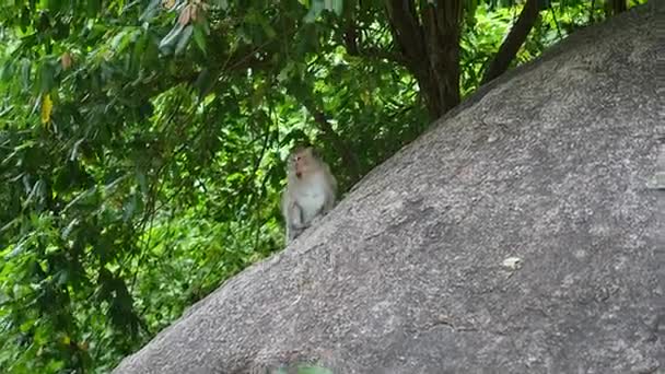 Macacos selvagens pulando em árvores e rochas na floresta tropical. PHANGAN, THAILAND — Vídeo de Stock