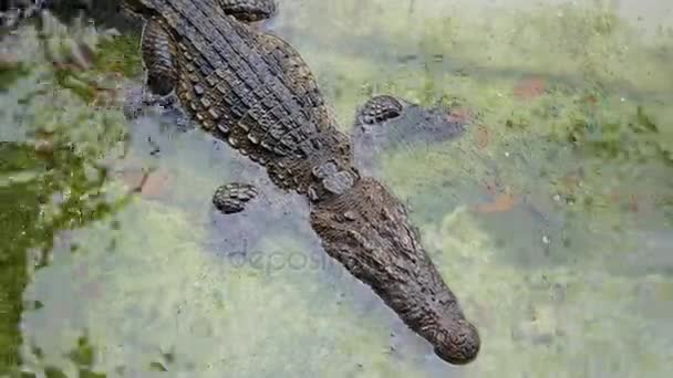 Крокодил лежить нерухомо в клітку. Пханган, Таїланд. — стокове відео