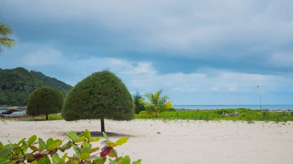 Tropische bomen aan de kust. Phangan, Thailand. — Stockfoto