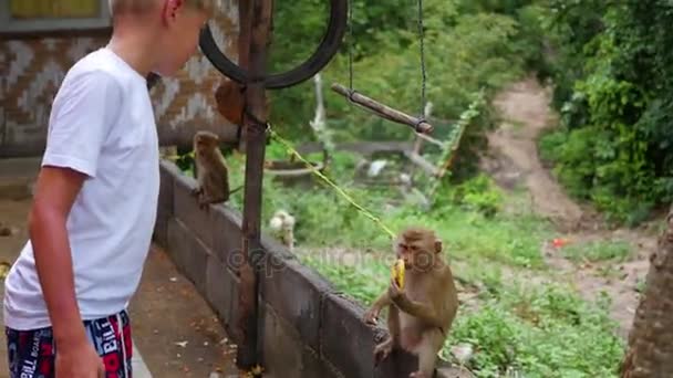 De jongen voedt de aap bananen. Phangan, Thailand. — Stockvideo