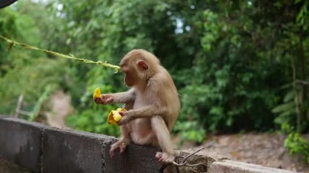 A monkey in the park sits and eats bananas. PHANGAN, THAILAND. — Stock Video