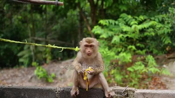 Un singe dans le parc s'assoit et mange des bananes. PHANGAN, THAÏLANDE .