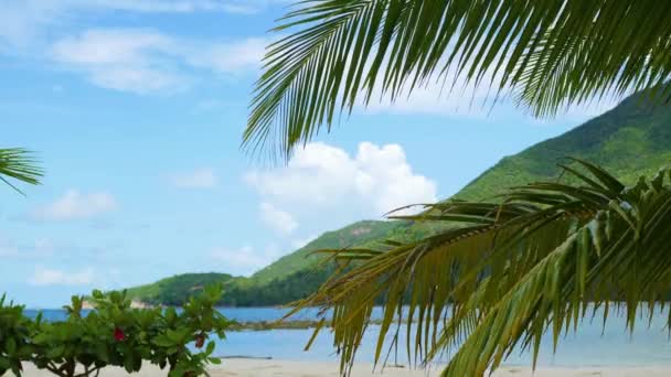 Tropikalnych drzew na wybrzeżu. Gałąź drzewa palmowego. Phangan, Tajlandia. — Wideo stockowe