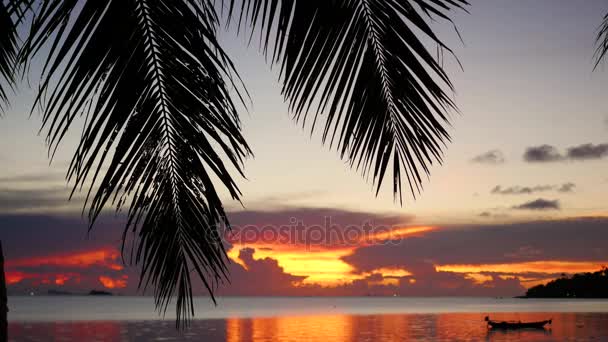 Los rayos del sol pasan a través de la rama de la palma. Árboles tropicales en la costa. Tiempo de puesta del sol — Vídeos de Stock