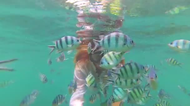 Flicka bada i havet med fisk. Dykning i masker. Phangan, Thailand. — Stockvideo