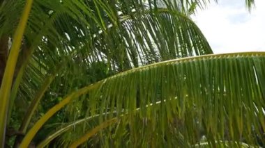 Tropikal ağaçlar deniz kenarı. Bir palmiye ağacının dalını.