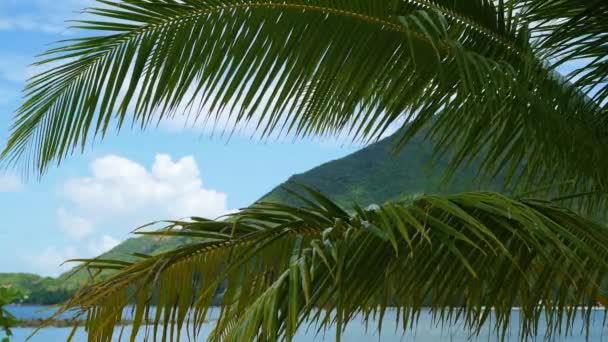 在海岸的热带树木。一棵棕榈树的分支。帕岸，泰国. — 图库视频影像