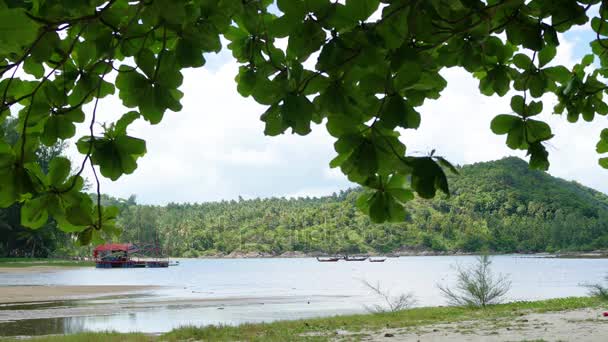 Árvores tropicais na costa. PHANGAN, THAILAND . — Vídeo de Stock