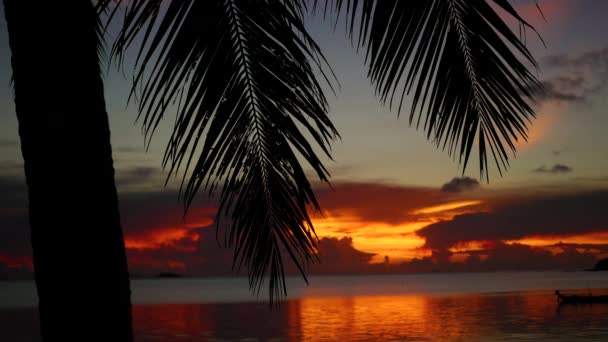 Os raios de sóis que passam pelo ramo da palma da mão. Árvores tropicais na costa. Hora do pôr do sol — Vídeo de Stock